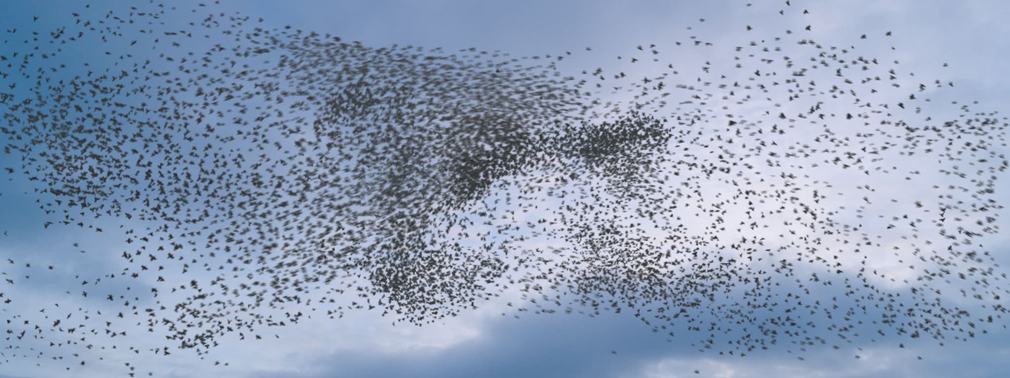 Flocking Birds VFX Footage