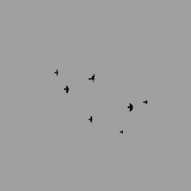 Crows Flock - Static - Overhead - 001