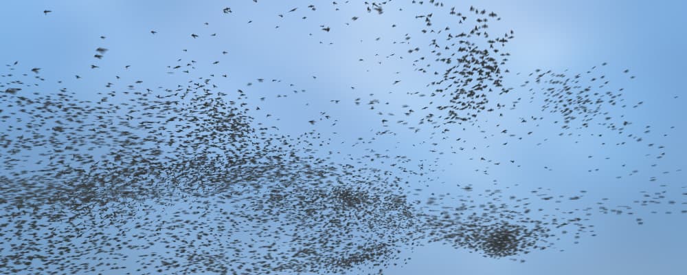 Flocking Birds - Murmurations - Pack 1