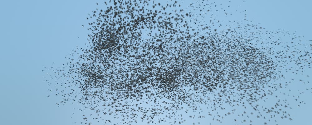 Flocking Birds - Murmurations - Pack 2