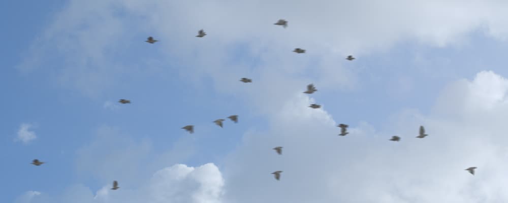 Pigeons Flock - Pack 1