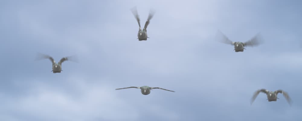 Pigeons Flock - Pack 2